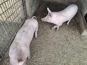 De vanzare - imagine 2