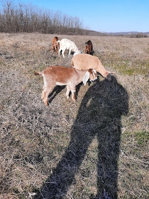 iezi de ango nubian  - imagine 5