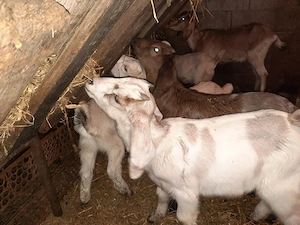 iezi de ango nubian  - imagine 3