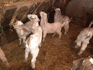 iezi de ango nubian  - imagine 2