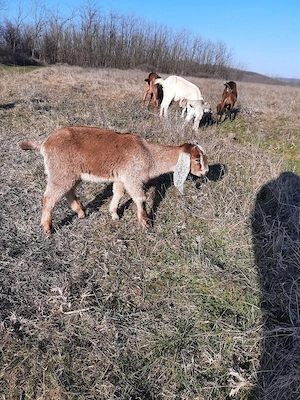 iezi de ango nubian  - imagine 4