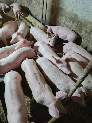 porci de vanzare - imagine 3
