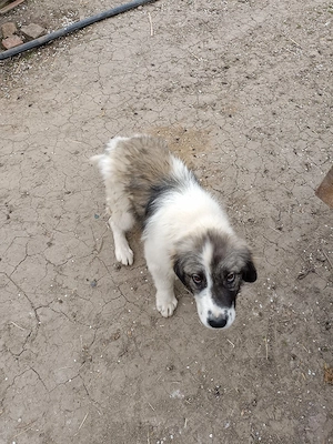 Vînd cîine ciobănesc cătel