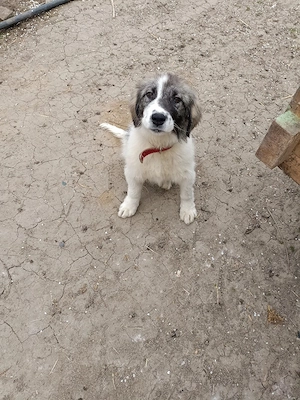 Vînd cîine ciobănesc cătel - imagine 2