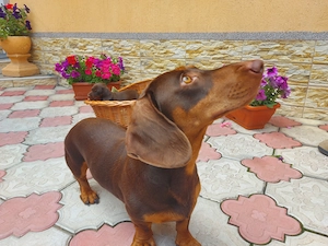 Mascul Teckel ciocolatiu 