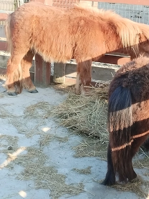 Ponei de vanzare sau schimb - imagine 4