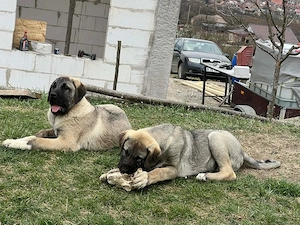 Kangal x Malaki - imagine 4