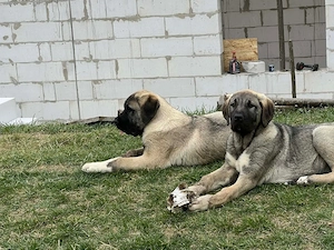 Kangal x Malaki - imagine 3