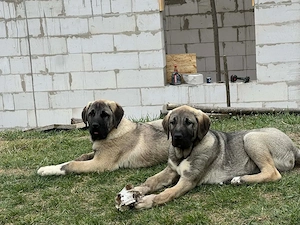 Kangal x Malaki - imagine 2