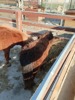 Ponei de vanzare sau schimb - imagine 2