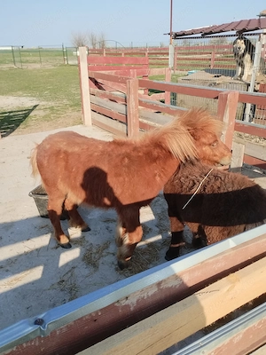 Ponei de vanzare sau schimb - imagine 3