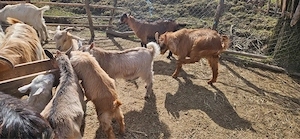 Vând iezi pentru Paște - imagine 4