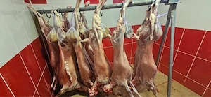 Vând iezi pentru Paște - imagine 2