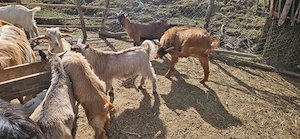 Vând iezi pentru Paște - imagine 3