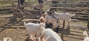 Vând iezi pentru Paște