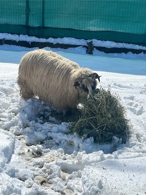 Vând Oi Breze de Petroșani - imagine 3