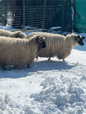 Vând Oi Breze de Petroșani - imagine 4