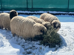Vând Oi Breze de Petroșani - imagine 2