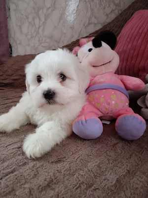 Băieței și fetițe bichon 