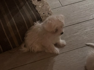 Căutăm casă iubitoare pentru cățelușii noștrii - imagine 2