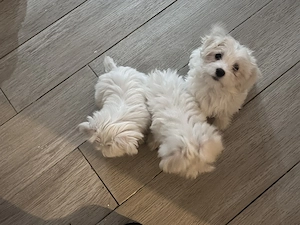 Căutăm casă iubitoare pentru cățelușii noștrii