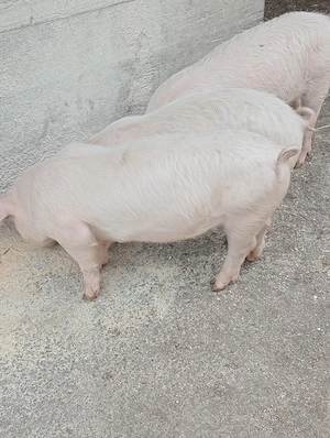 Grăsuni de vânzare Arad 