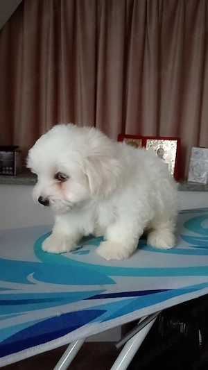 Pufosenii bichon maltez  - imagine 2