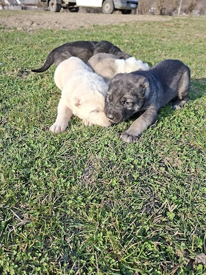 asia centrala - imagine 2