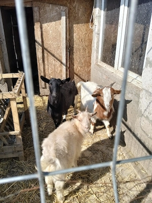 Animale de curte  - imagine 3