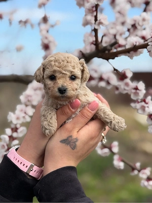 Puiuti Maltipoo superbi  - imagine 3