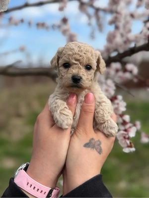 Puiuti Maltipoo superbi  - imagine 2