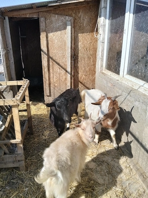 Animale de curte  - imagine 2