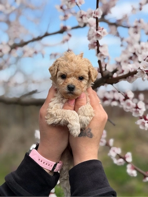 Puiuti Maltipoo superbi  - imagine 4