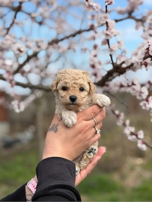 Puiuti Maltipoo superbi  - imagine 5