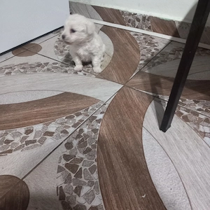 De vinzare bison maltez baietel  - imagine 5