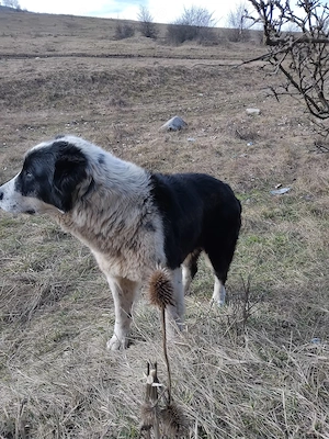 Donez catea ciobanesc de Bucovina  - imagine 2