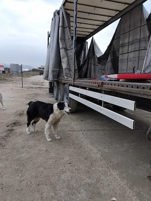 Donez catea ciobanesc de Bucovina  - imagine 3