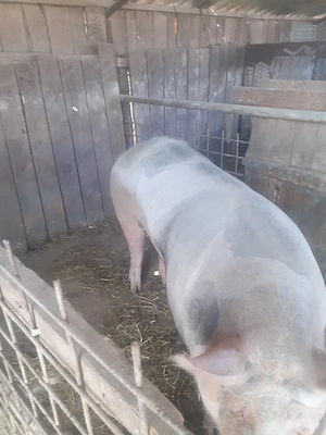 Porci pentru sacrificat peste 150 kg.  - imagine 2