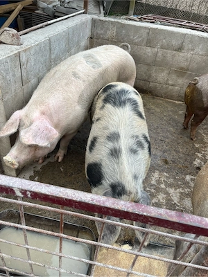 Vand porci - imagine 2