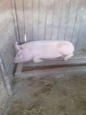 Porci pentru sacrificat peste 150 kg. 