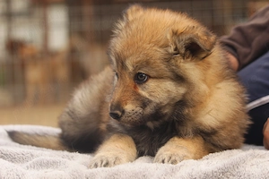  catei lup cehoslovac - imagine 1