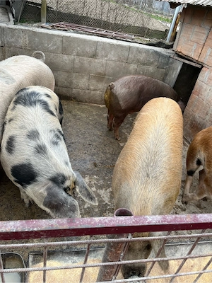 Vand porci - imagine 3