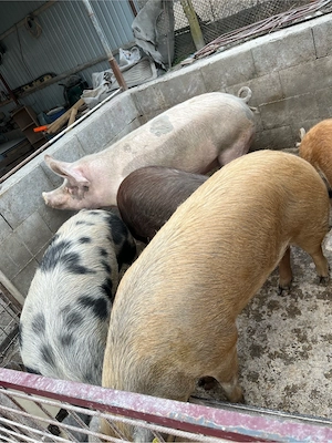 Vand porci - imagine 4