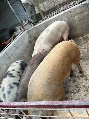 Vand porci - imagine 5