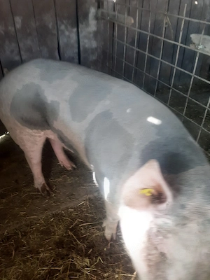 Porci pentru sacrificat peste 150 kg.  - imagine 3