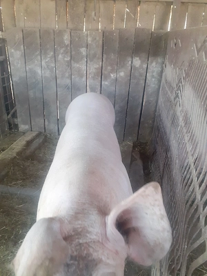 Porci pentru sacrificat peste 150 kg.  - imagine 5