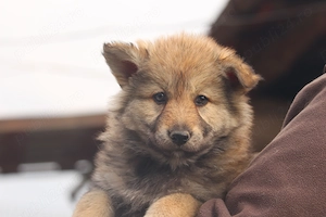  catei lup cehoslovac - imagine 3