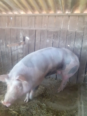 Porci pentru sacrificat peste 150 kg.  - imagine 4