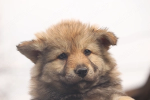  catei lup cehoslovac - imagine 2