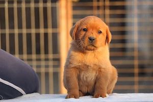 catei labrador foxred cu pedigree